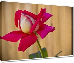 Vászonkép 40x30 Nőnap Ajándék Love