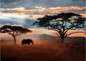 Kép - Serengeti Nemzeti Park, Tanzánia, Afrika (70x50 cm)