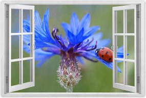 Poszter 60x40 Haber katicabogárral