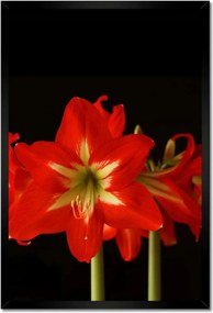 Poszterek keretben 40x60 Amarillisz