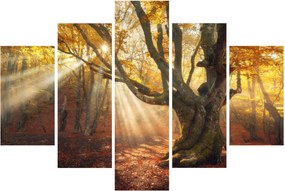 Kép - Őszi fény (150x105 cm)