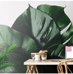 Fotótapéta monstera levél - 300x200 -