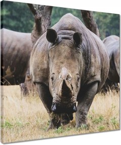 Vászonkép 40x40 Állatok