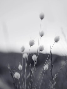 Művészeti fotózás Field Grass, Sisi & Seb, (30 x 40 cm)