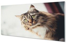 Akrilkép Maine Coon macska 100x50 cm