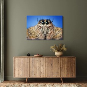 A pók részletének képe (90x60 cm)