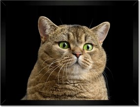 Poszterek keretben 40x30 Skót cica