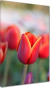 Vászonkép 80x120 Tulipánok Virágok