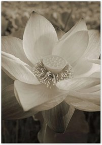 Poszterek 70x100 Lótusz Lótuszvirág