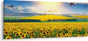 Kép - Napraforgó mező (120x50 cm)