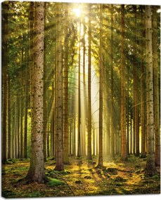 Vászonkép Erdő Fák Nap Természet Tavasz 40x50 cm