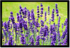 Poszter keretben 60x40 Levendula virágok