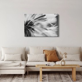 Kép - Makró, fekete-fehér (90x60 cm)