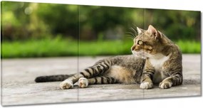 Képek 180x90 Cica Cicák Macskák