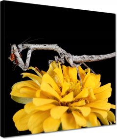 Vászonkép 30x30 Popa spurca sáska