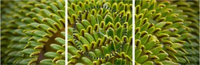 Kép - Fern (órával) (90x30 cm)