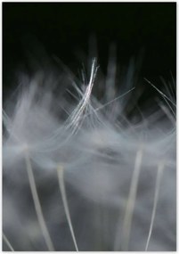 Poszterek 70x100 Pitypang Virág Virágok