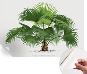 Öntapadós tapéta Divatos 3D fali ragasztó Egzotikus pálmafa 104x70 cm