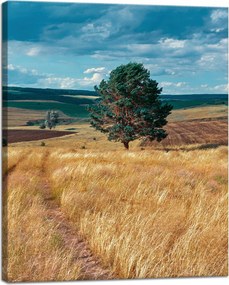 Vászonkép Gabonamező Természet Felhők Tájkép 40x50 cm