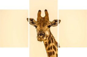 Egy zsiráf képe (90x60 cm)