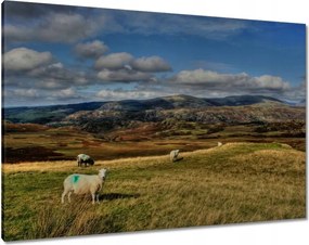 Vászonkép 100x70 Bárányok a legelőn
