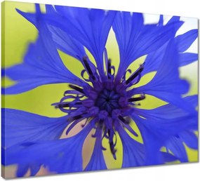 Vászonkép 50x40 Chaber