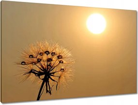 Vászonkép 90x60 Pitypang Virág Virágok