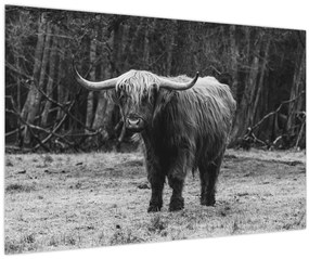 Kép - Skót tehén (90x60 cm)