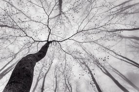 Művészeti fotózás A view of the tree crown, Tom Pavlasek, (40 x 26.7 cm)