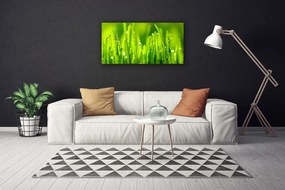 Vászonkép falra Green Grass Dew Drops 125x50 cm