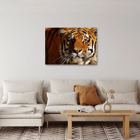 Tigris képe (70x50 cm)