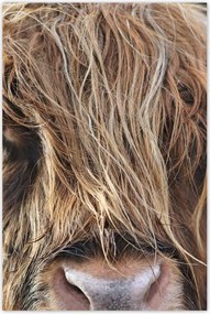 Plakátok 80x120 Skót tehén szarvval