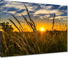 Vászonkép 80x60 Naplemente a füvek között