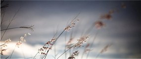 Kép - Rét virágai a tónál (120x50 cm)
