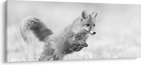 Kép - Ugró róka, fekete-fehér (120x50 cm)