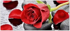 Fotótapéták 211x91 Vörös rózsa Neki