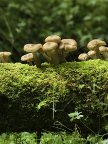 Poszter 60x80cm Gomba, Assaf Frank