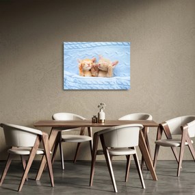 Üveg kép - Alvó cicák (70x50 cm)