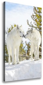 Vászonkép Két fehér farkas ocv-121943194