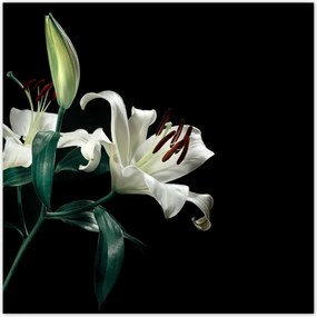 Poszterek 140x140 Gyönyörű fehér liliom