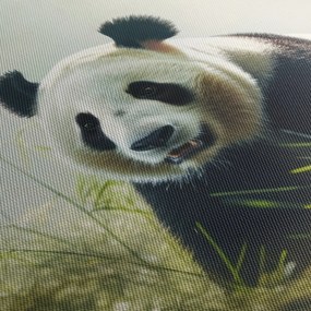 Kép - Panda (70x50 cm)
