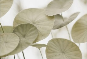 Dekoratív fotótapéta Furnér Flizelin Természetes elegancia 104x70