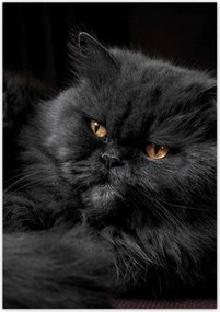 Poszterek 70x100 Cica Cicák