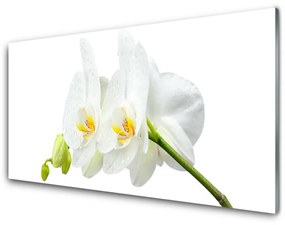 Üvegfotó Fehér orchidea virág szirmai 100x50 cm