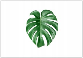 Poszterek 100x70 Monstera Lyukas levél