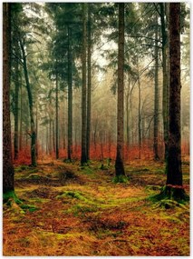 Poszterek 100x135 Erdő Tájkép