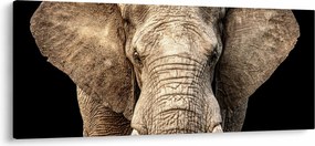 Kép - Afrikai elefánt (120x50 cm)