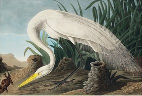 Stílusos Dekoratív Fotótapéta Flizelin Fenséges kócsag 104x70