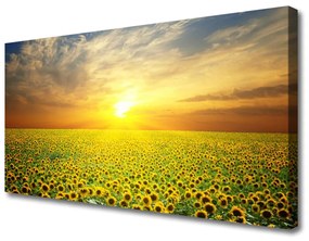 Vászonkép falra Sun Meadow Napraforgók 100x50 cm