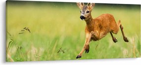 Kép - Őz (120x50 cm)